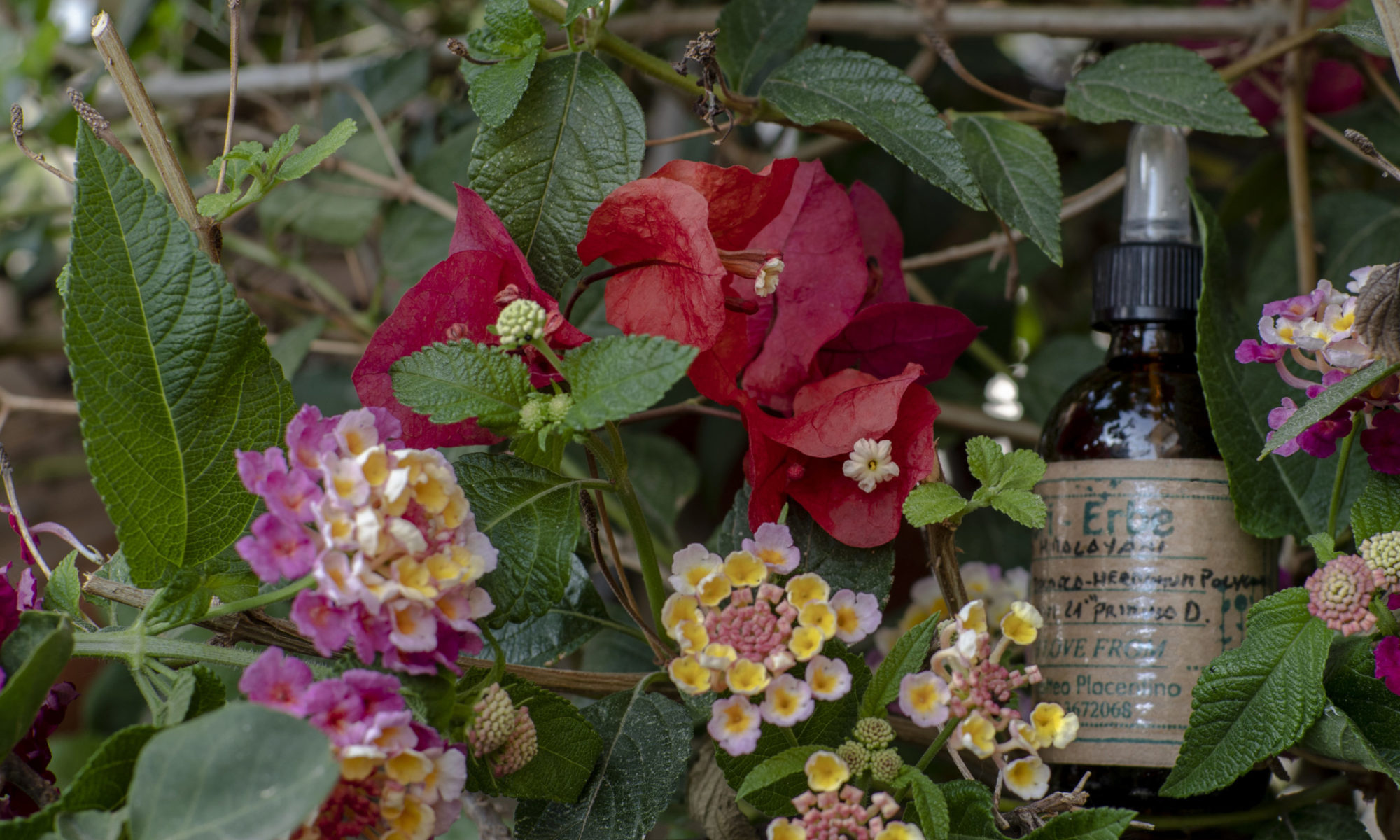 Floriterapia Quantica
