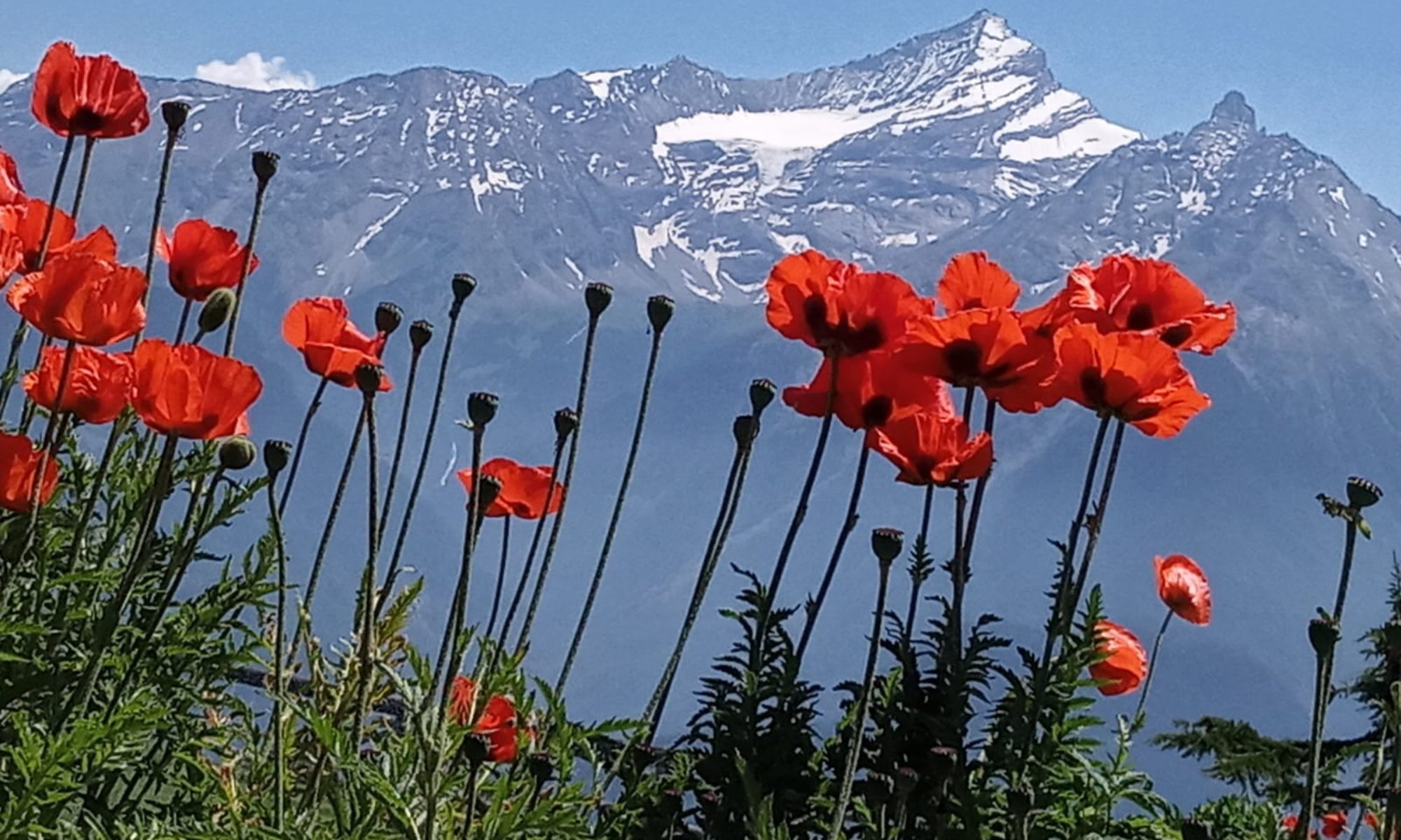 Floriterapia Quantica