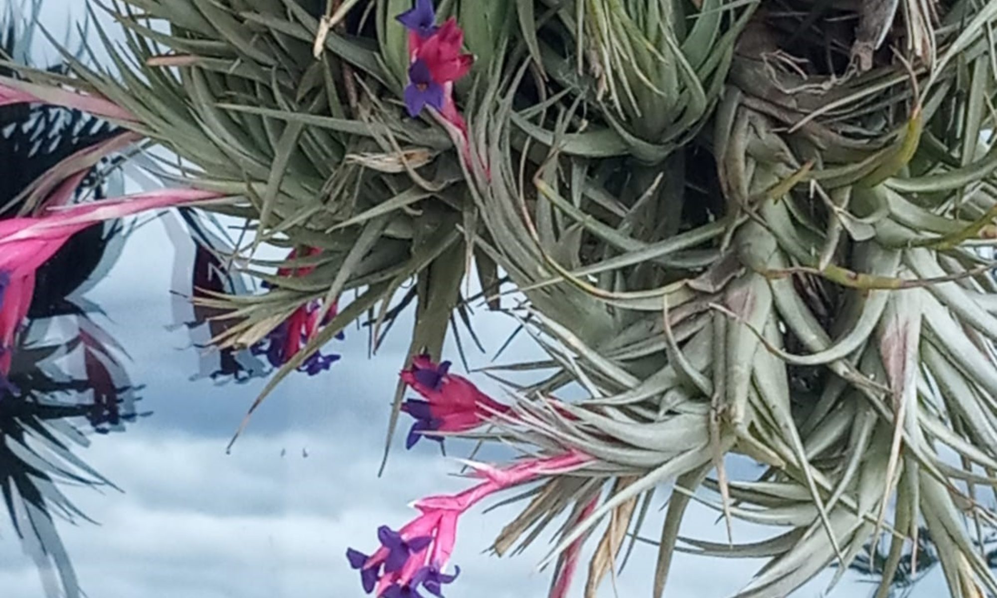 Floriterapia Quantica
