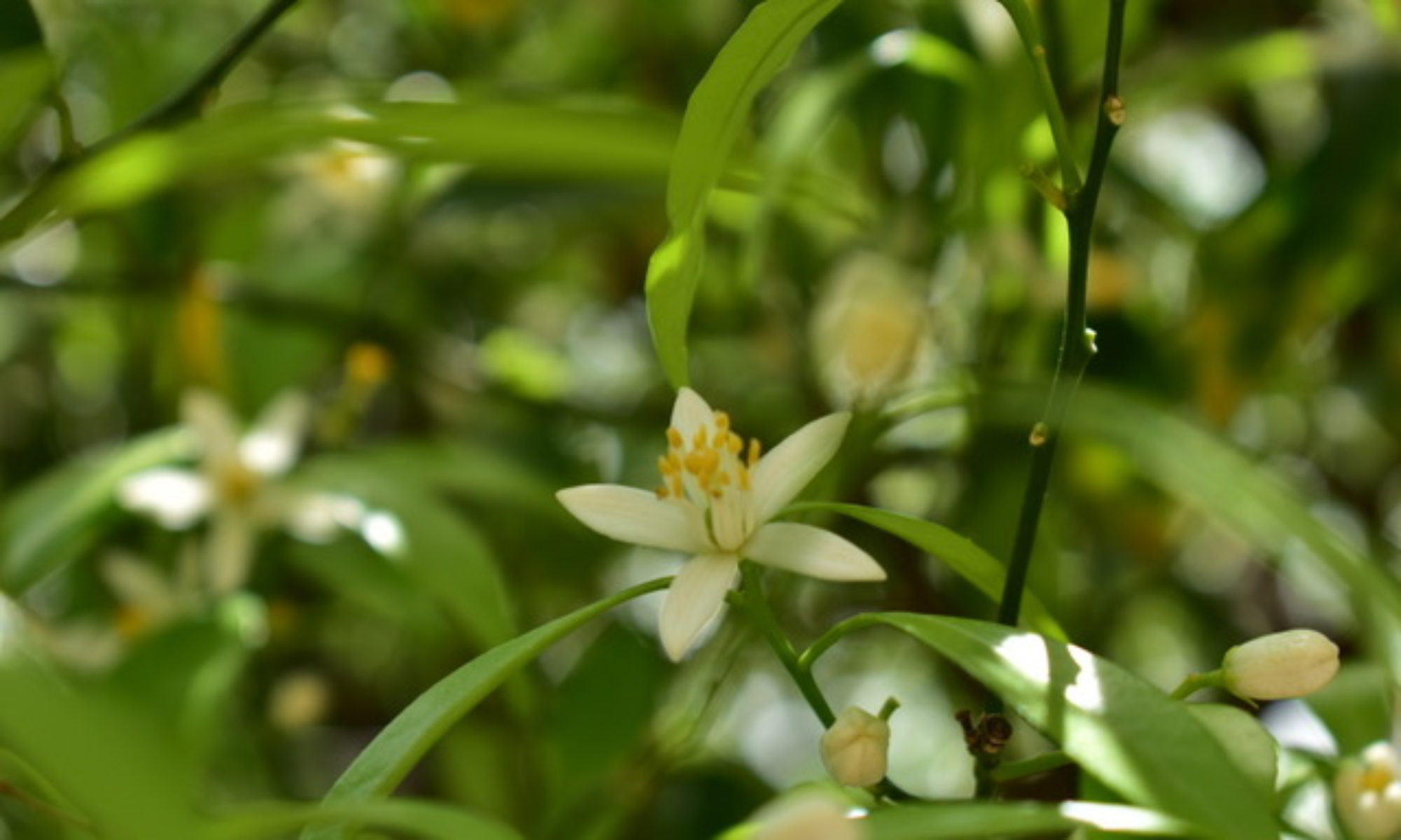 Floriterapia Quantica