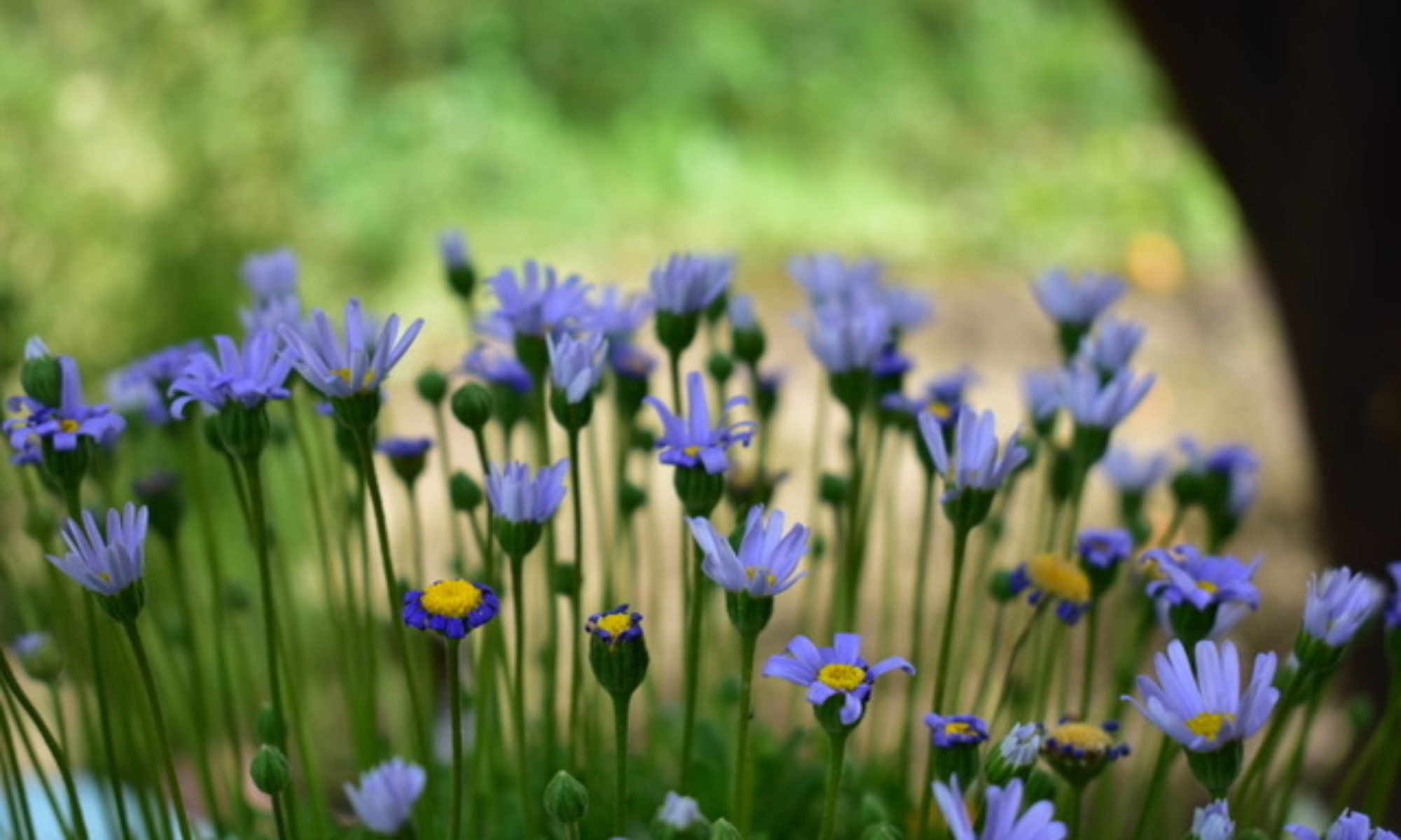 Floriterapia Quantica